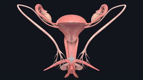 barevagina|File : Female Genital Organs (frontal view) detailed macro.jpg.